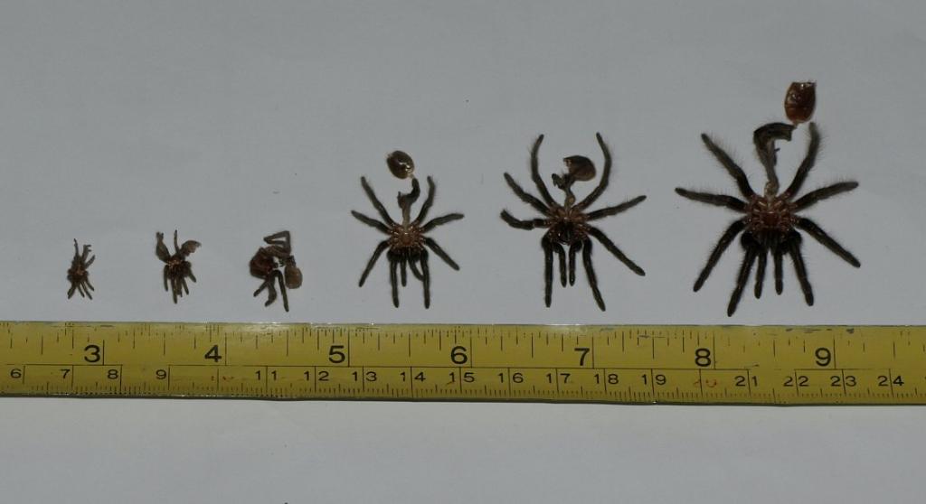 Brachypelma Albopilosum 9 Month Growth Chart