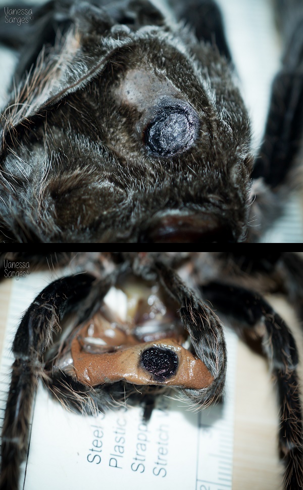 Brachypelma albopilosum Adult Female 6"