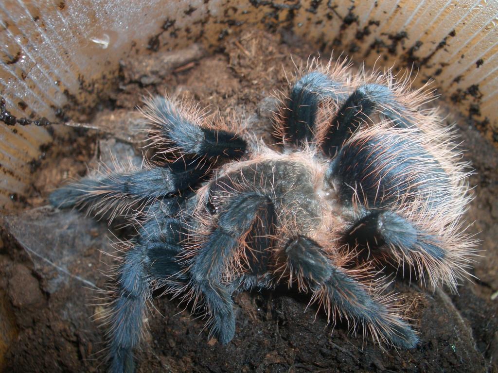 Brachypelma albopilosum (after molting)