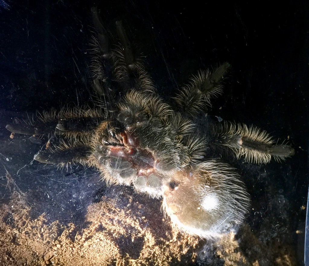 Brachypelma albopilosum (age ~20 months)