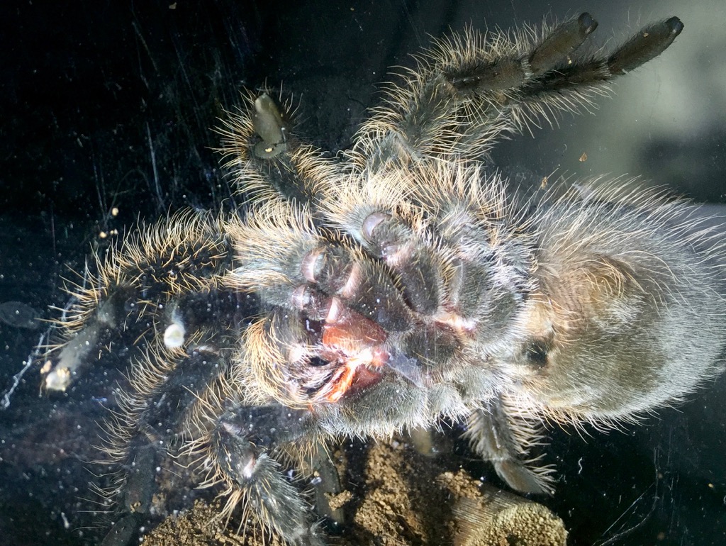 Brachypelma albopilosum (age ~20 months)