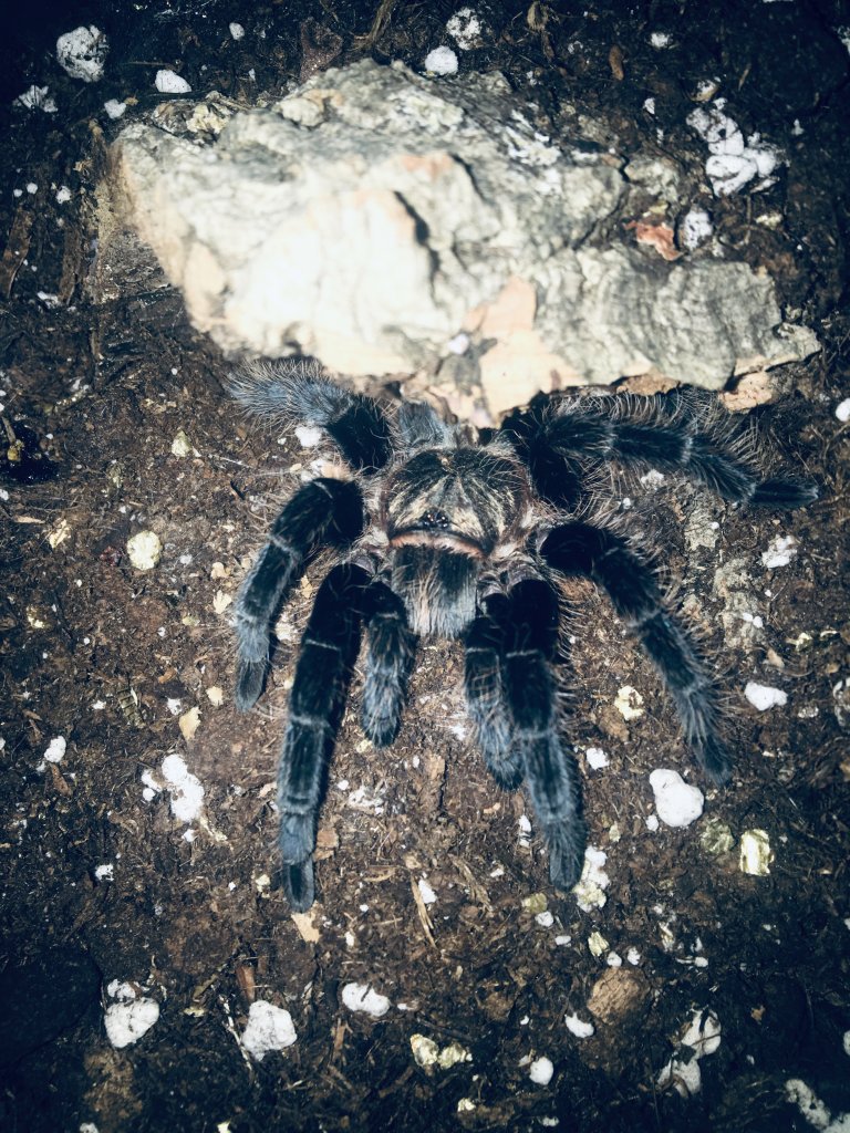 Brachypelma Albopilosum - Belinda