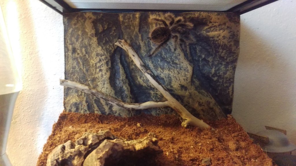 Brachypelma albopilosum climbing