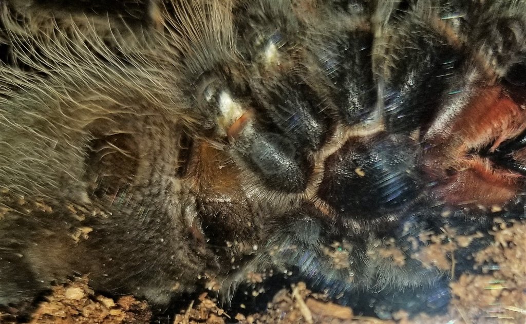 Brachypelma albopilosum, curly hair 3" leg span M/F ??