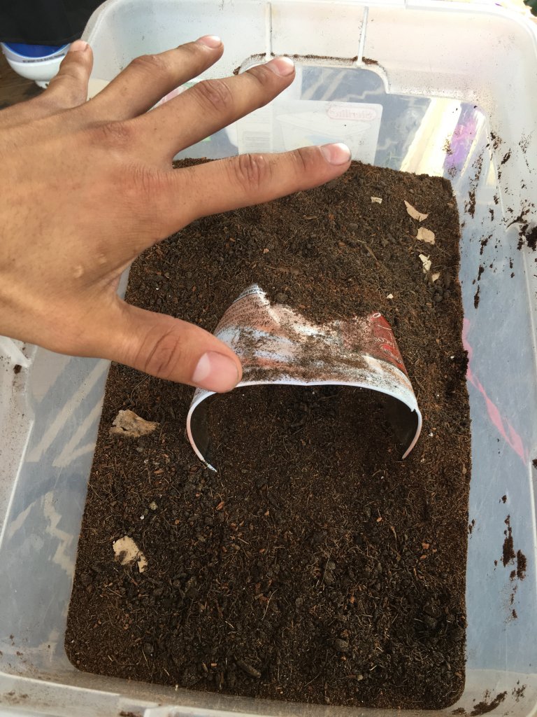 Brachypelma albopilosum Enclosure