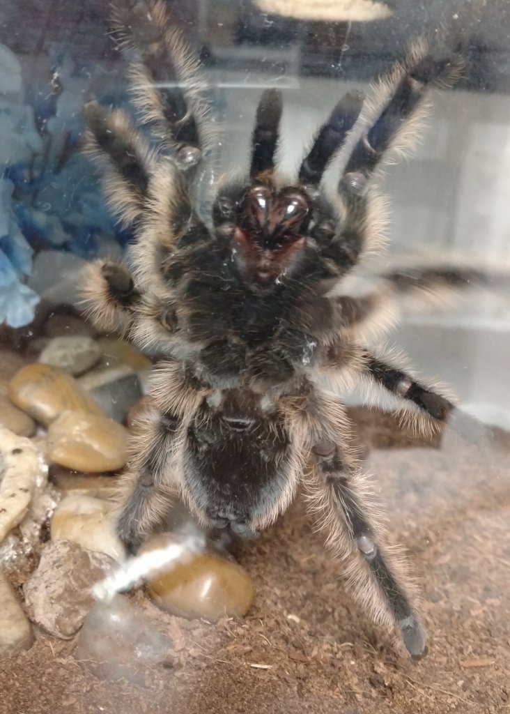 Brachypelma Albopilosum (Female?) [1/2]