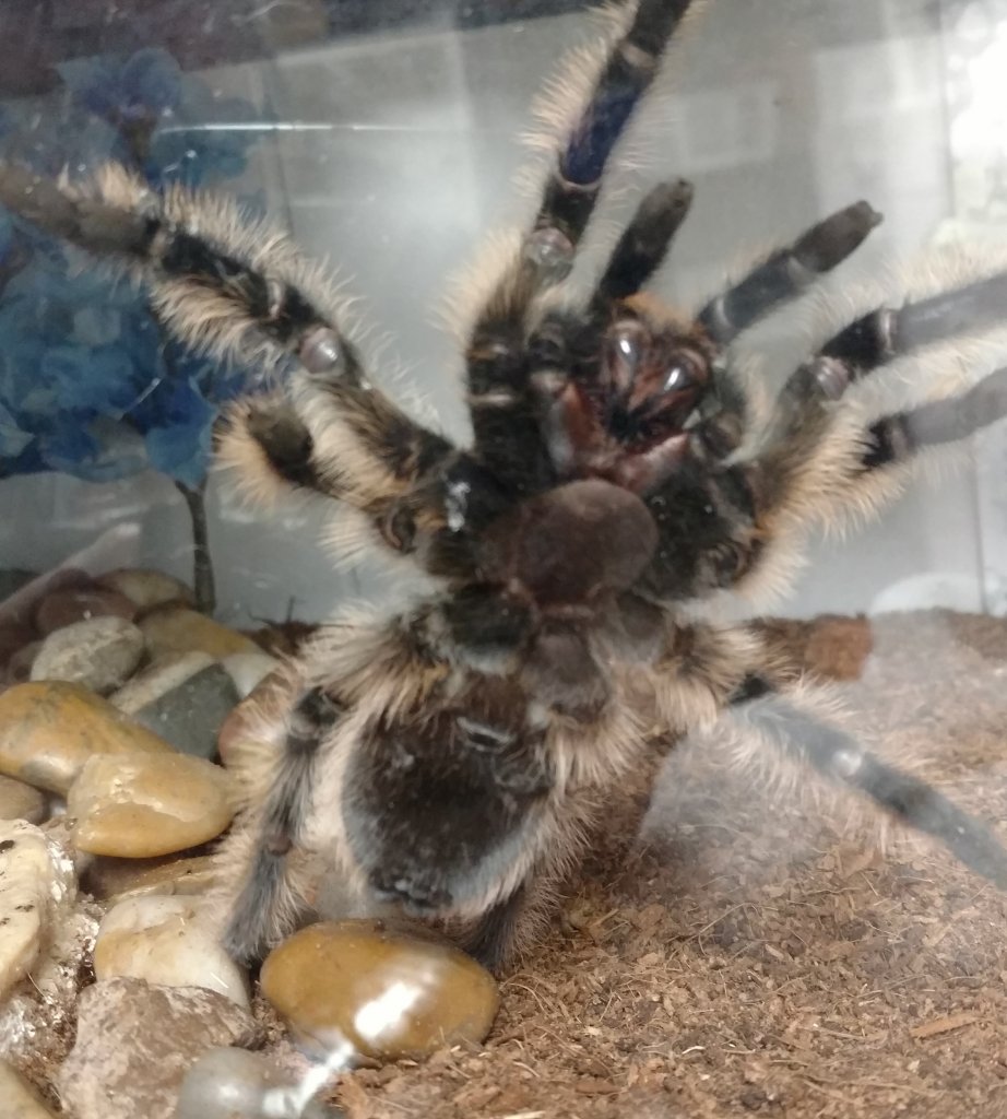 Brachypelma Albopilosum (Female?) [2/2]