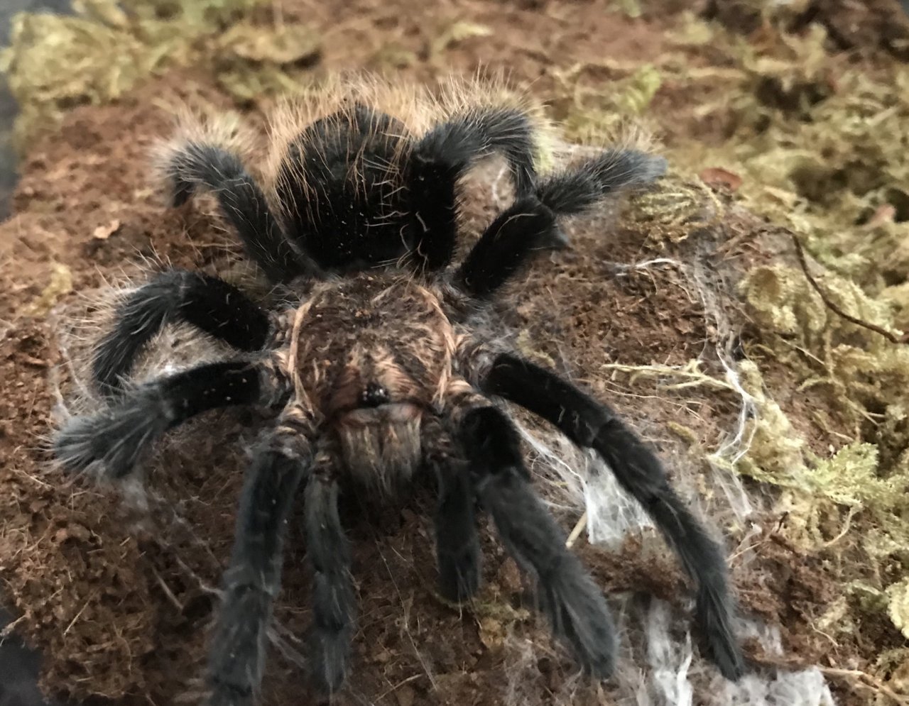 Brachypelma albopilosum fossorial