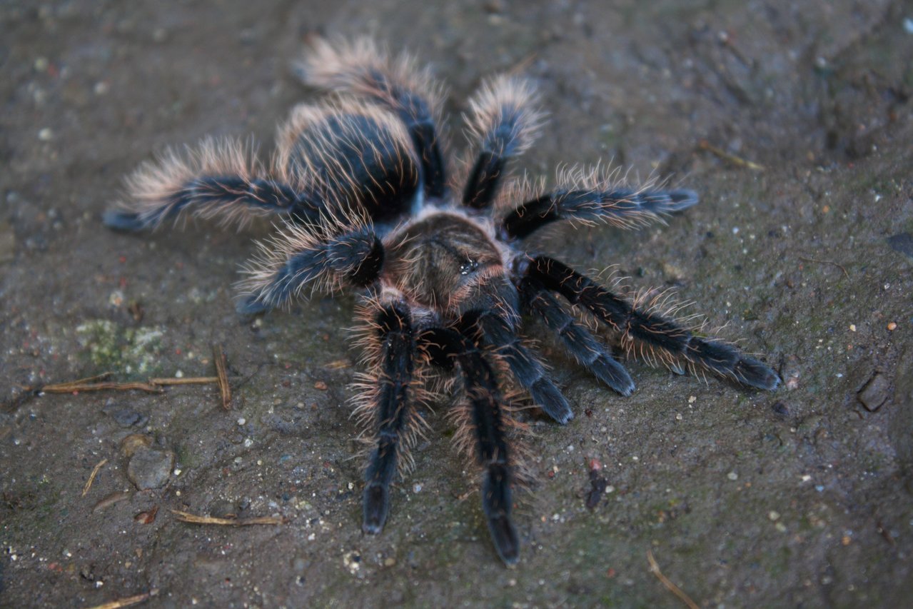 Brachypelma albopilosum (Hobby)