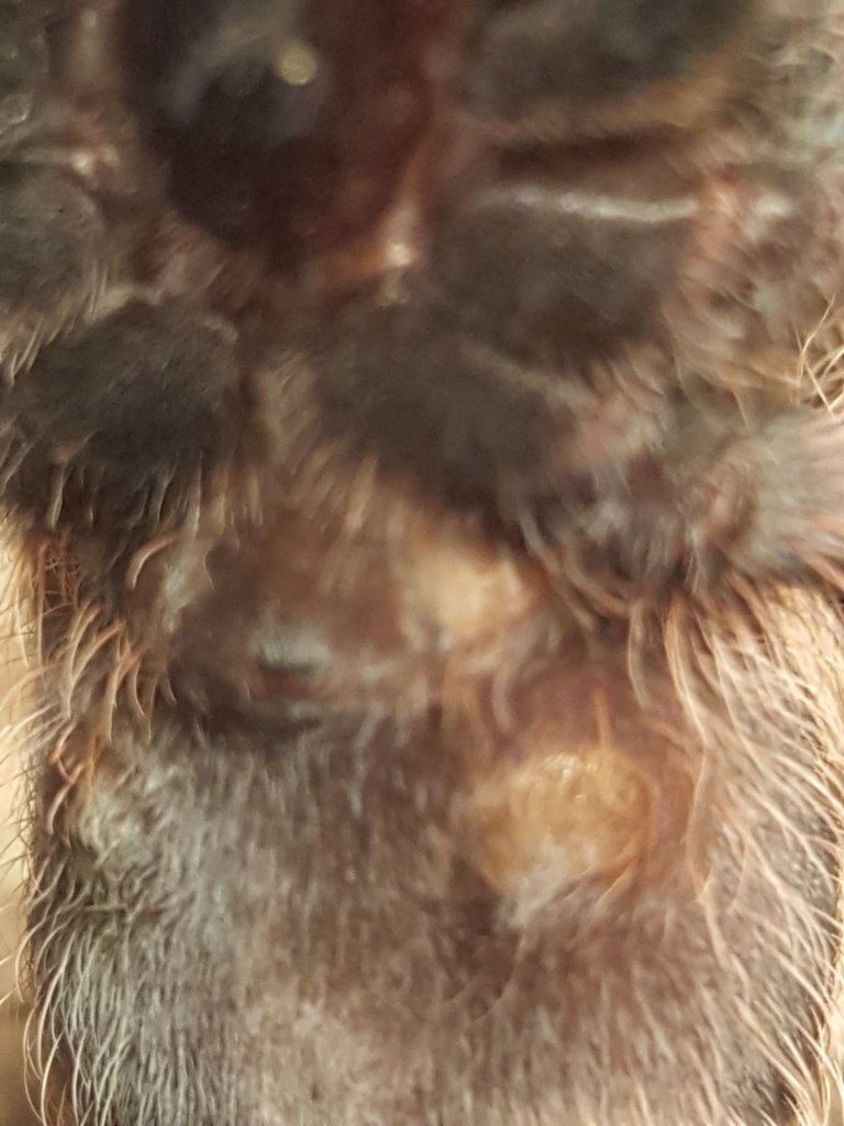 Brachypelma albopilosum [Honduran Curly Hair]