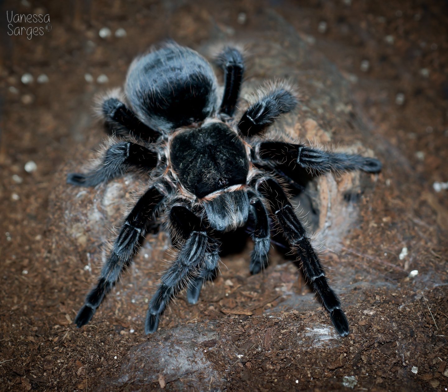 Brachypelma albopilosum Honduras Adult Female