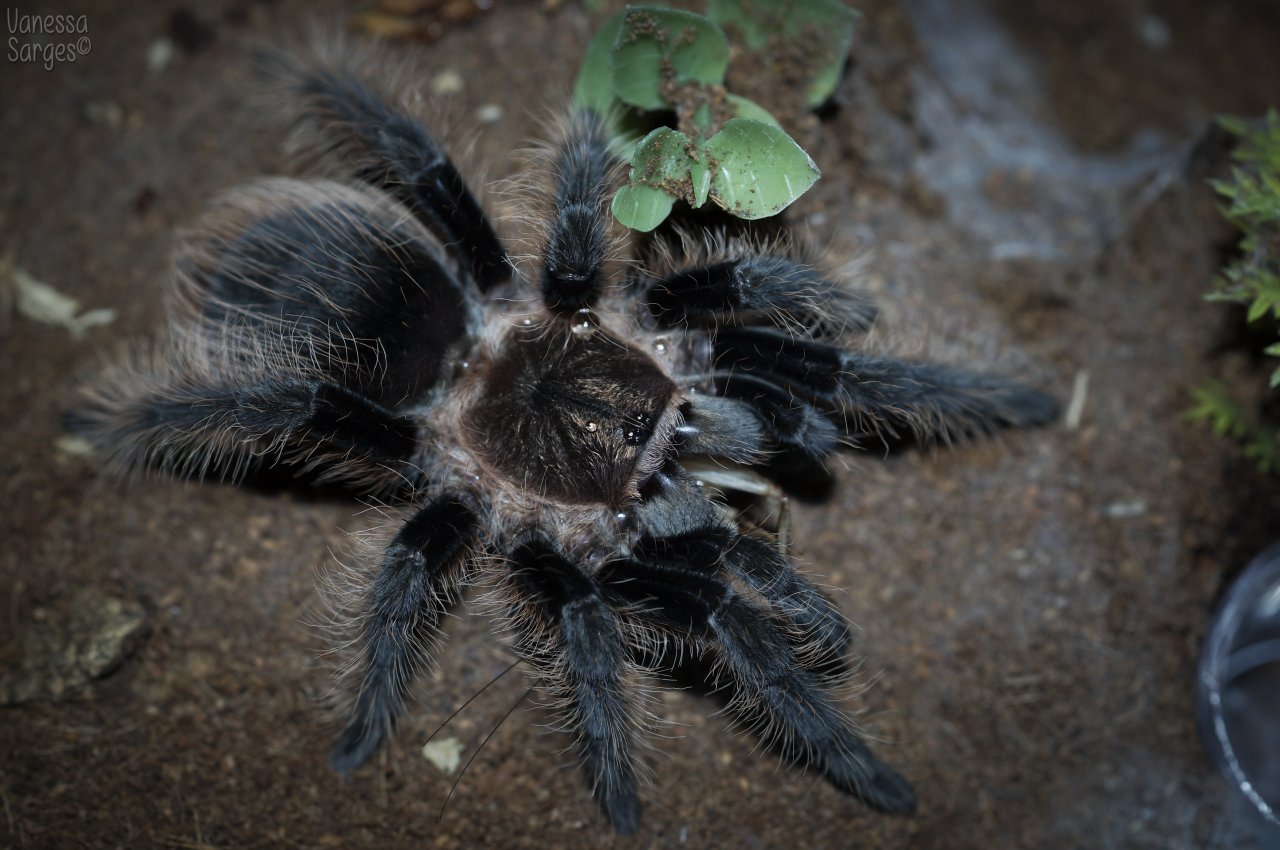 Brachypelma albopilosum Juvenile Female