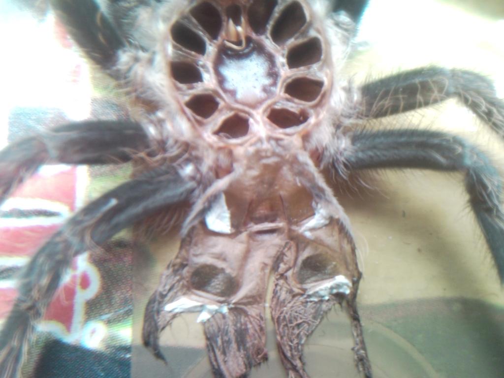 Brachypelma Albopilosum M/f? Thanks