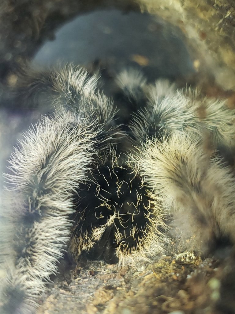 Brachypelma Albopilosum Male