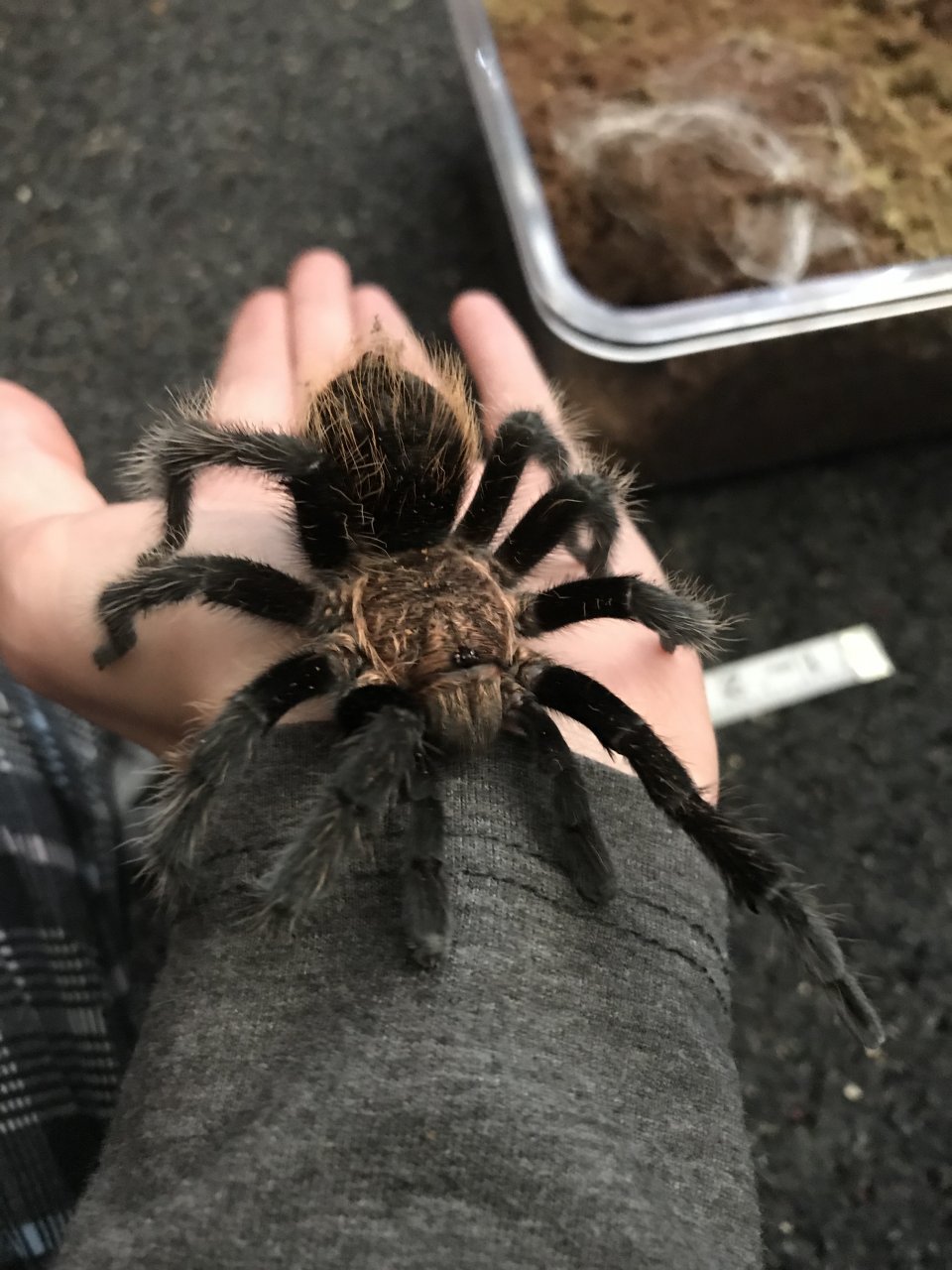 Brachypelma albopilosum MM