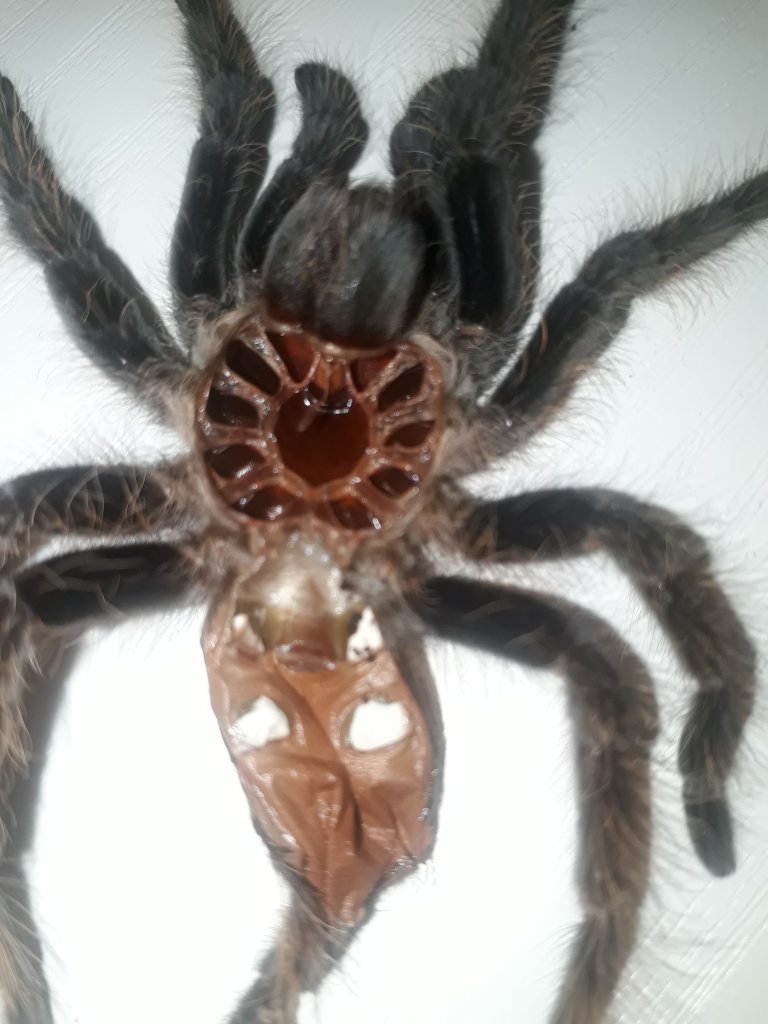 Brachypelma albopilosum [molt sexing]