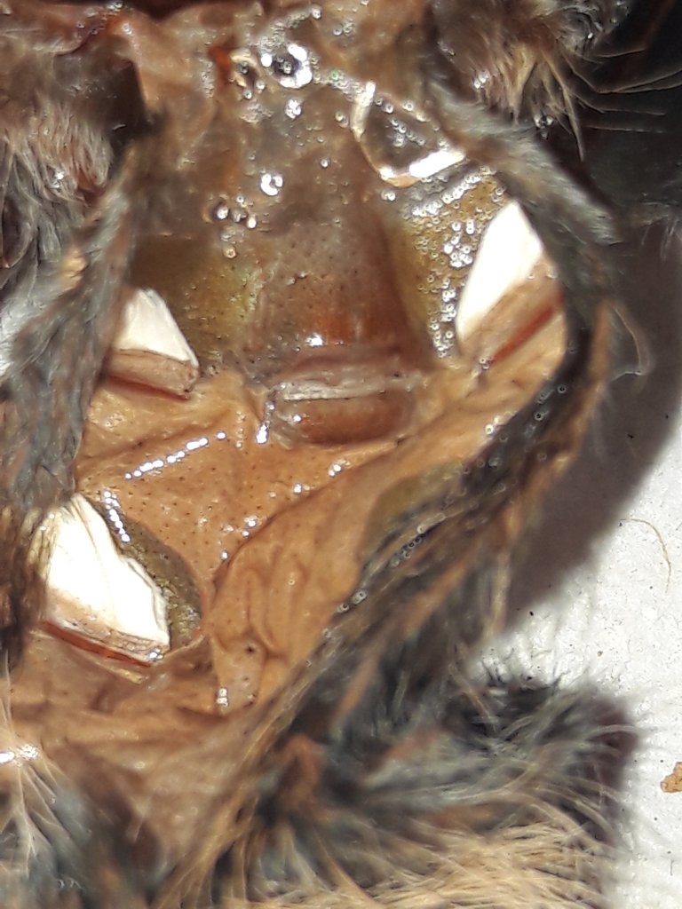 Brachypelma albopilosum [molt sexing]