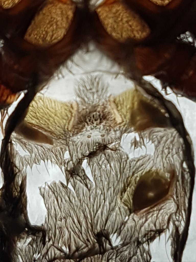 Brachypelma albopilosum [molt sexing]