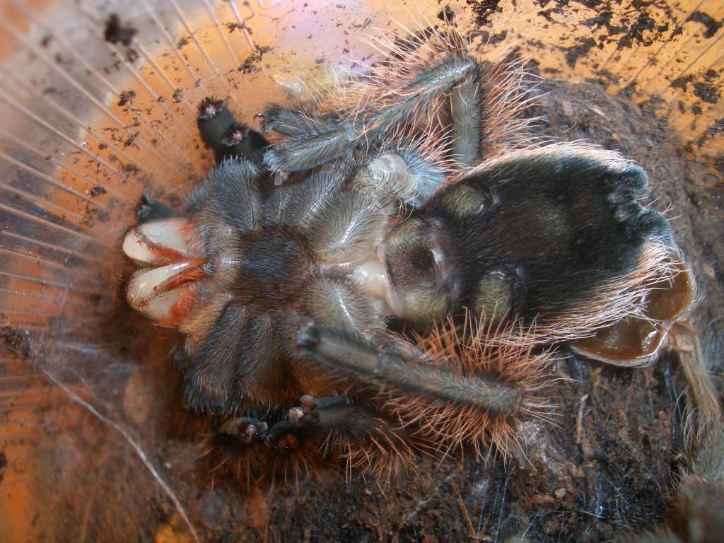 Brachypelma albopilosum molting