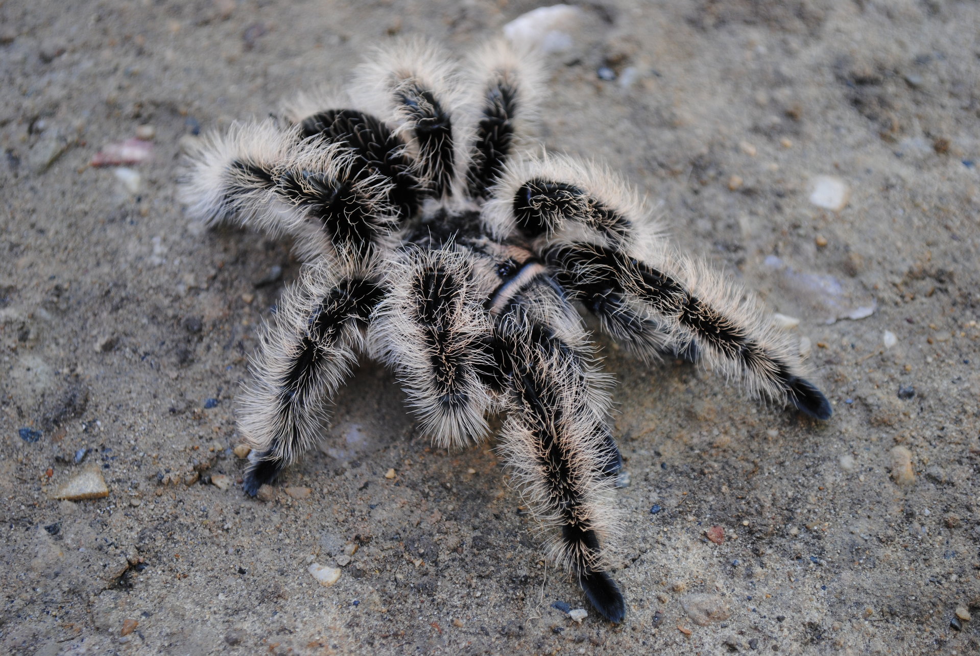 Brachypelma albopilosum "Nicaragua" Immature Male