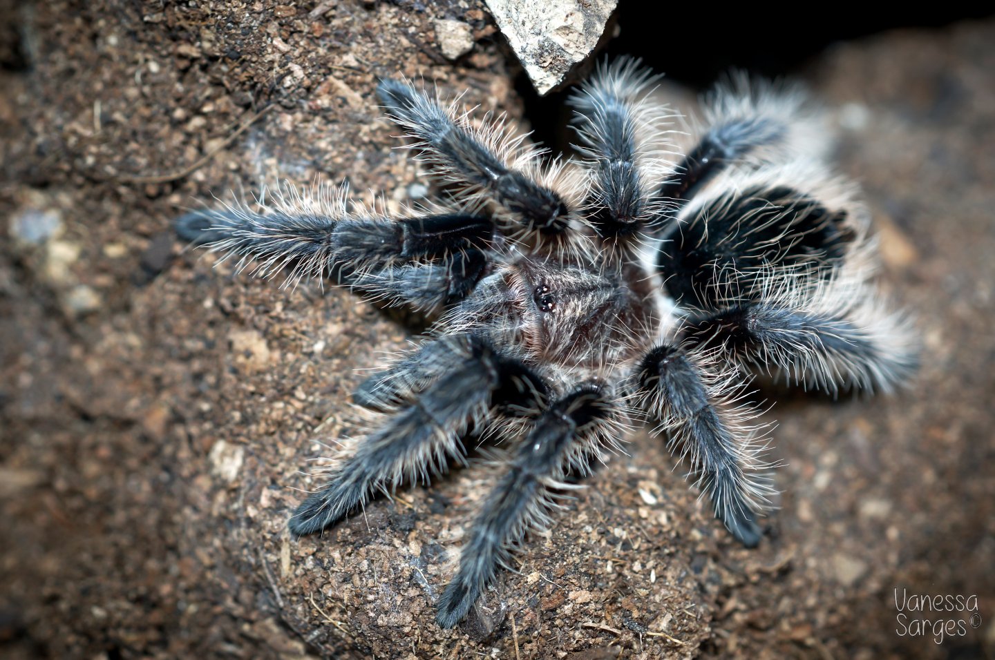 Brachypelma albopilosum Nicaragua Juvenile Female