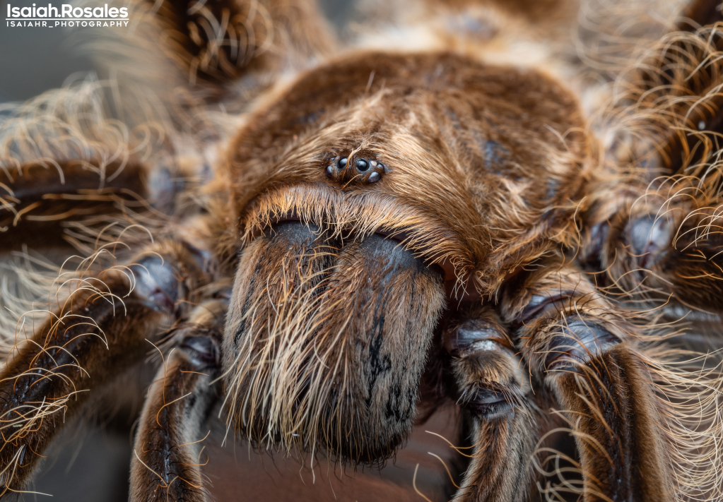 Brachypelma albopilosum "Nicaragua"