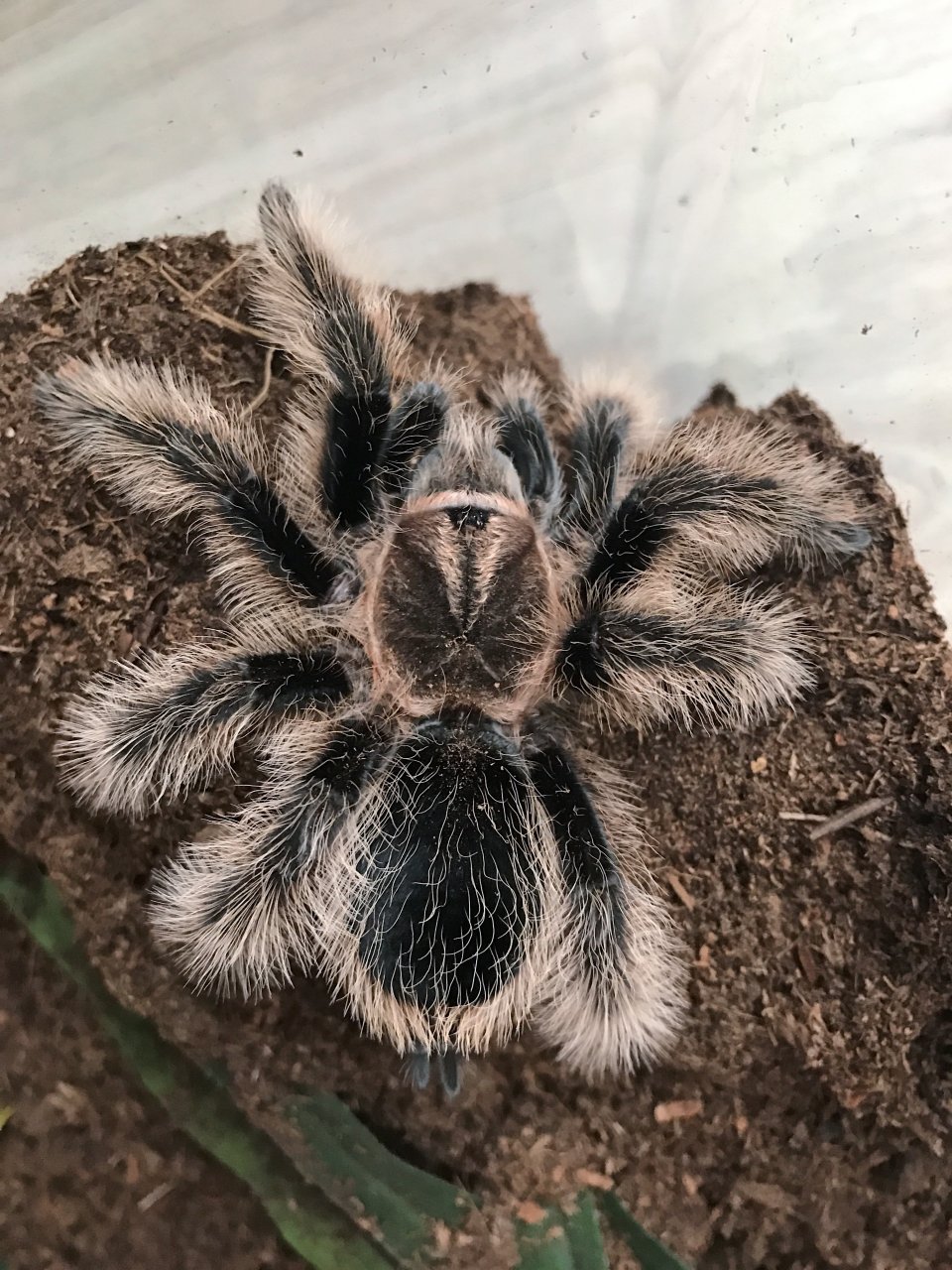 Brachypelma albopilosum (Nicaraguan) 5" F