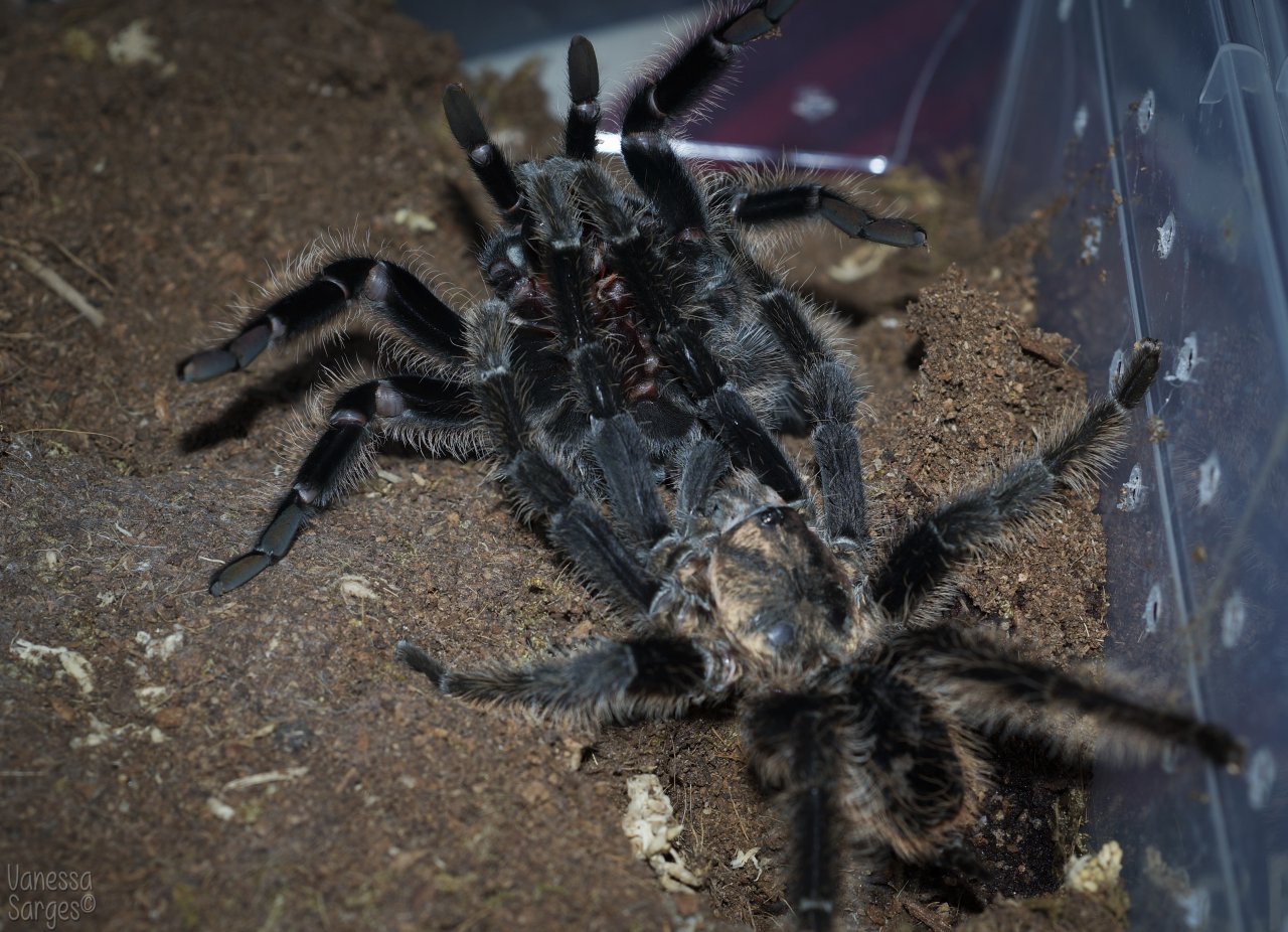 Brachypelma albopilosum Pairing