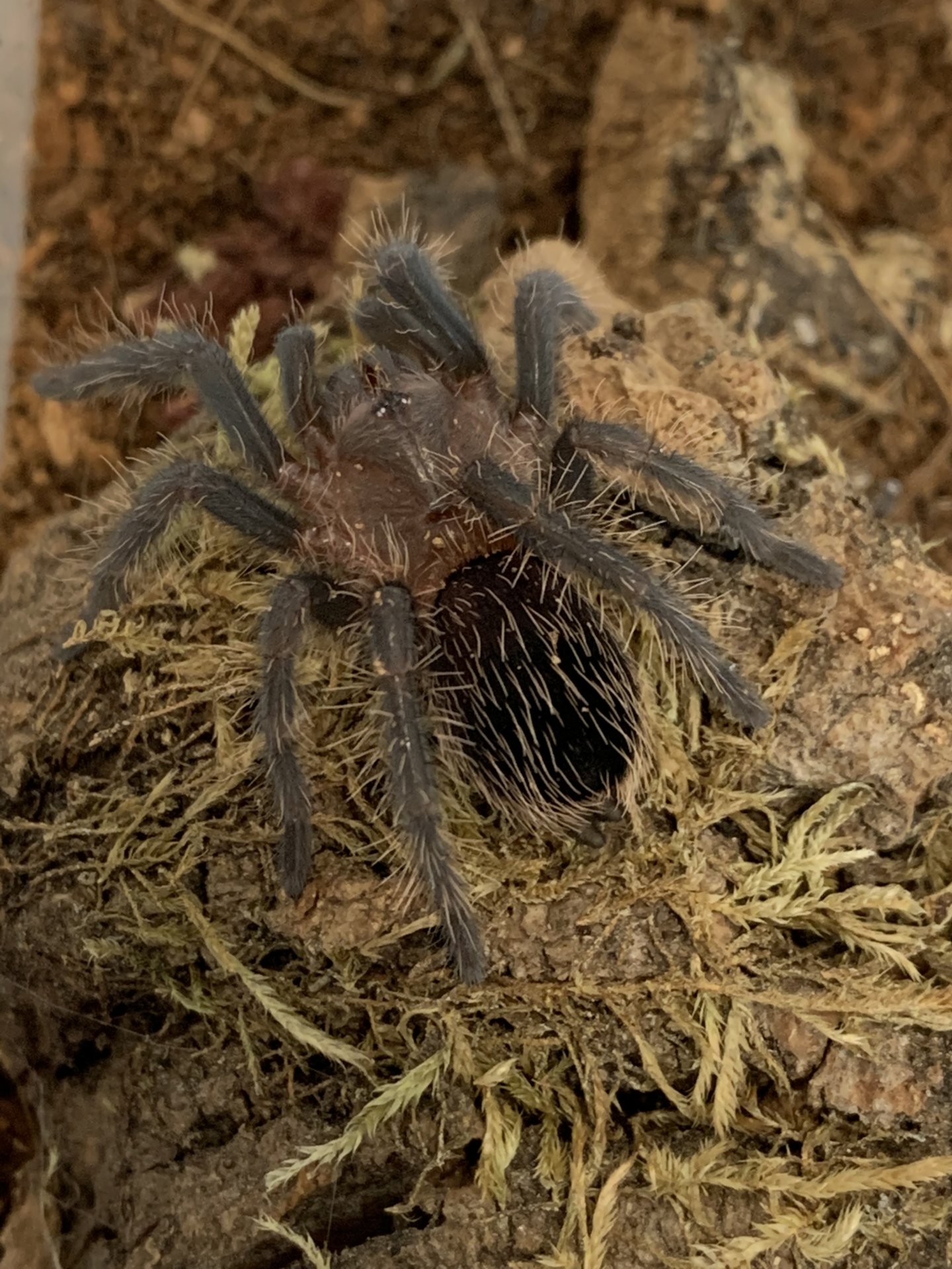 Brachypelma Albopilosum sling (Nicaragua)