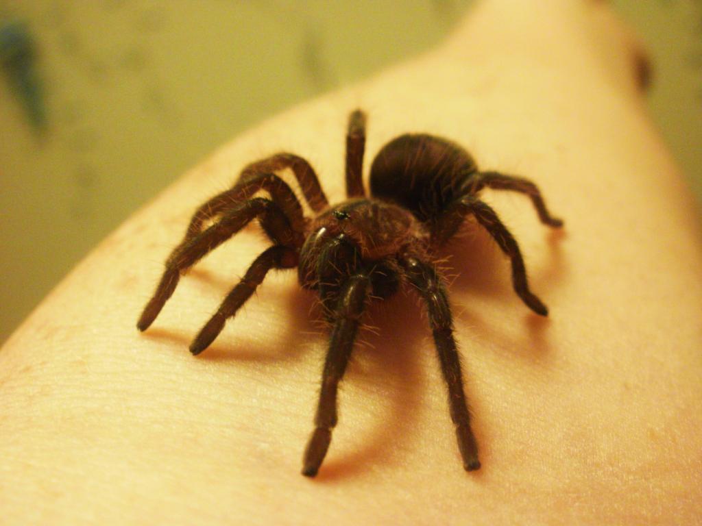 Brachypelma Albopilosum sling