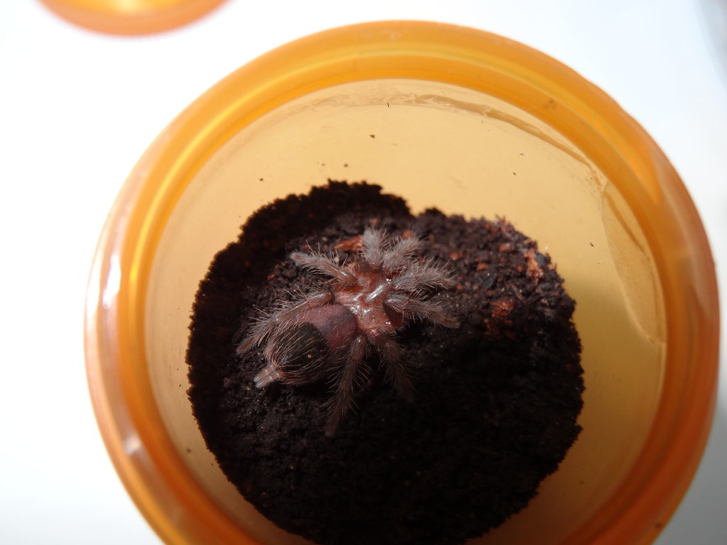 Brachypelma albopilosum sling