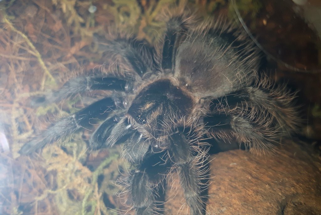 Brachypelma albopilosum (unsexed)