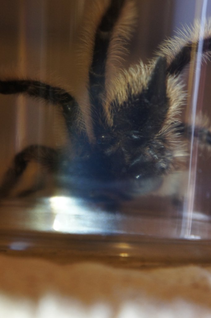 Brachypelma albopilosum: Ventral (1/3)