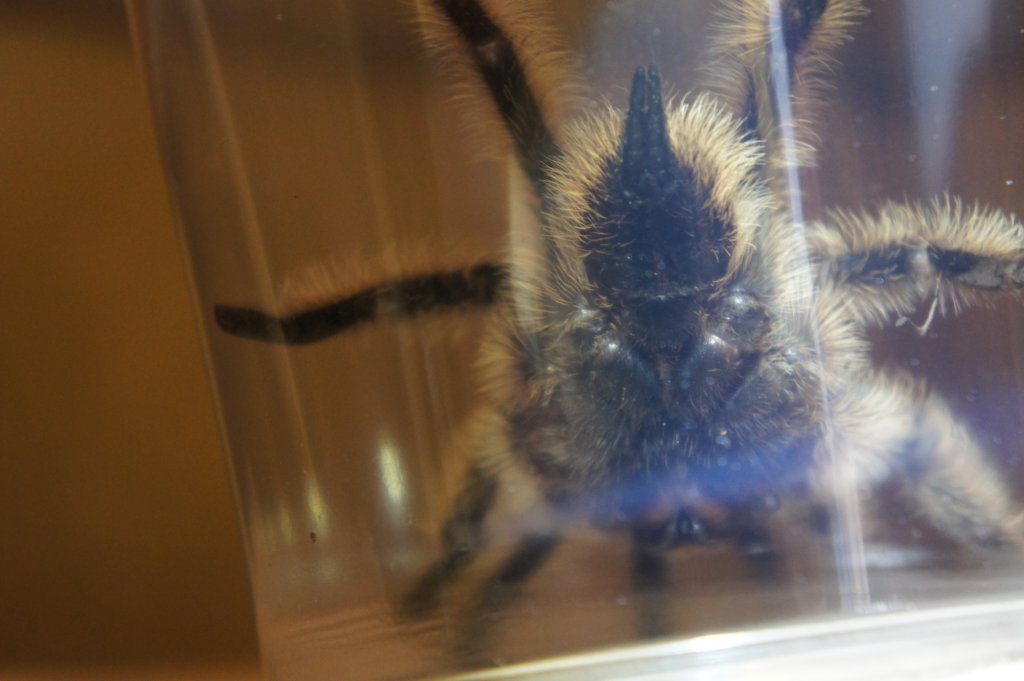 Brachypelma albopilosum: Ventral (2/3)