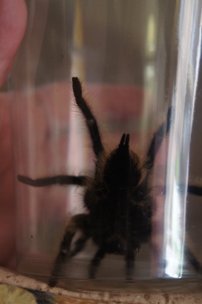 Brachypelma albopilosum: Ventral (3/3)