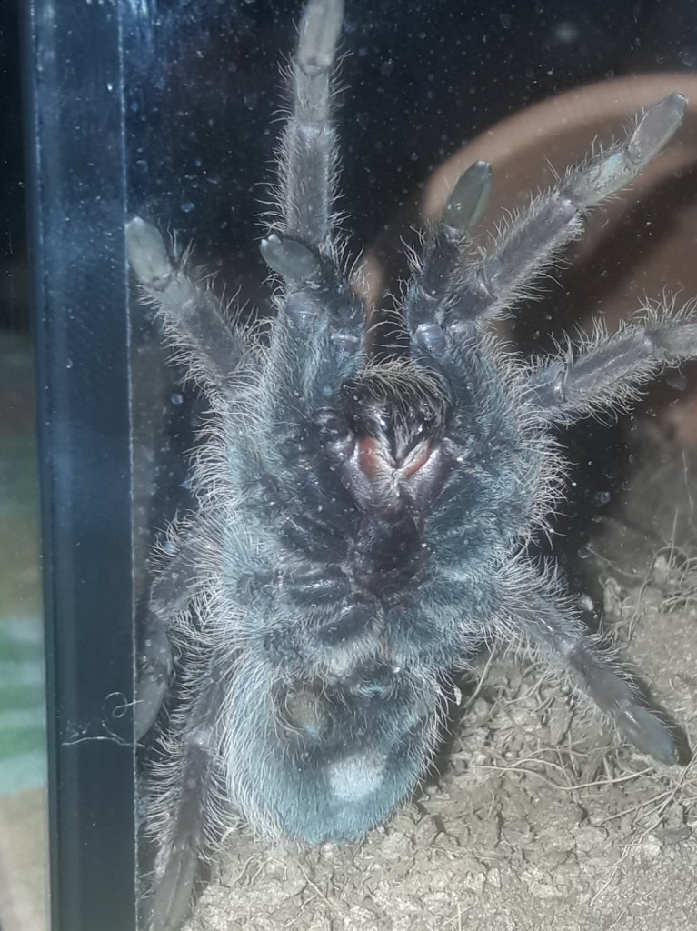 Brachypelma albopilosum [ventral sexing]