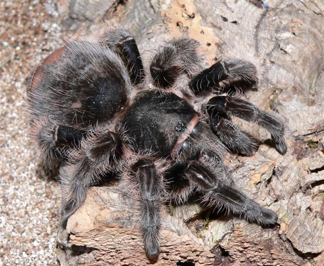 Brachypelma albopilosum