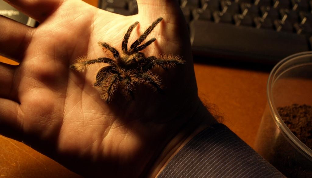 Brachypelma Albopilosum