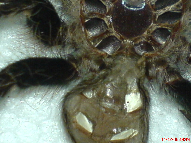 Brachypelma albopilosum