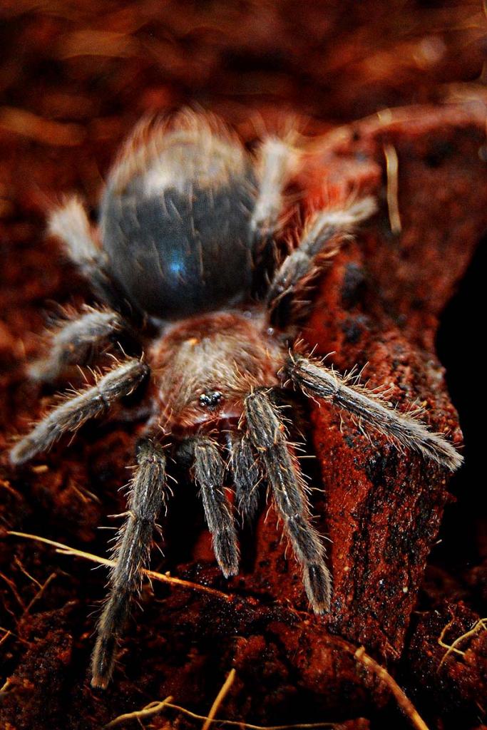 Brachypelma Albopilosum