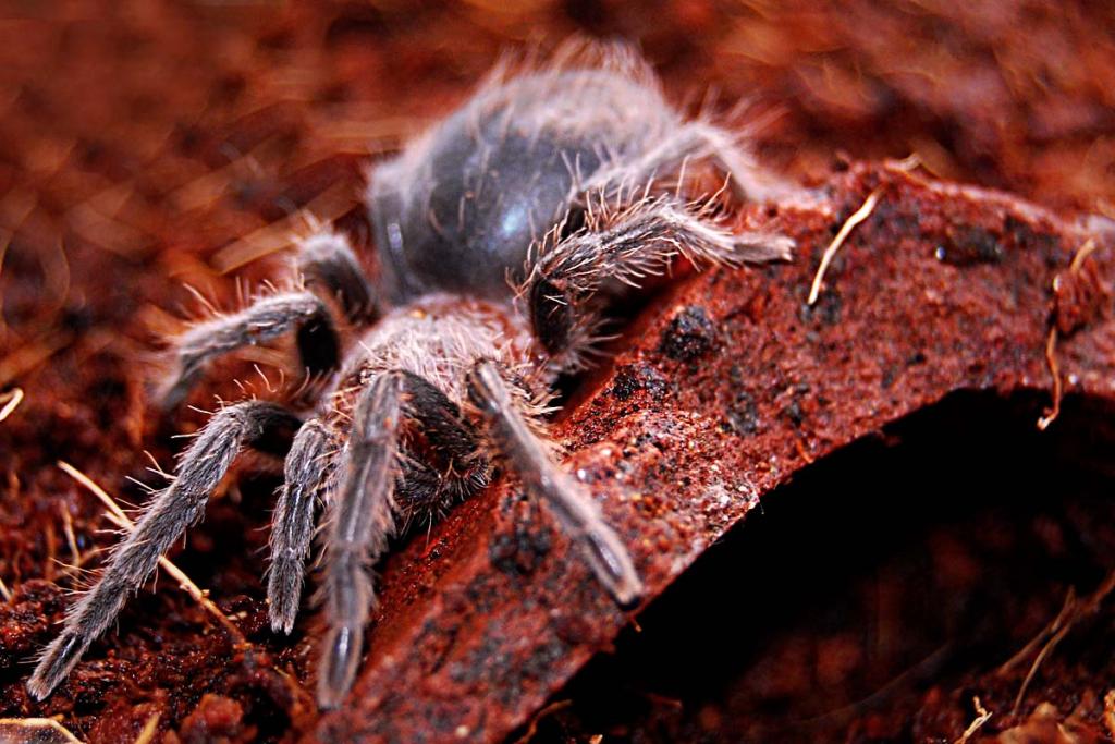 Brachypelma Albopilosum