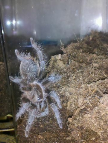 Brachypelma Albopilosum