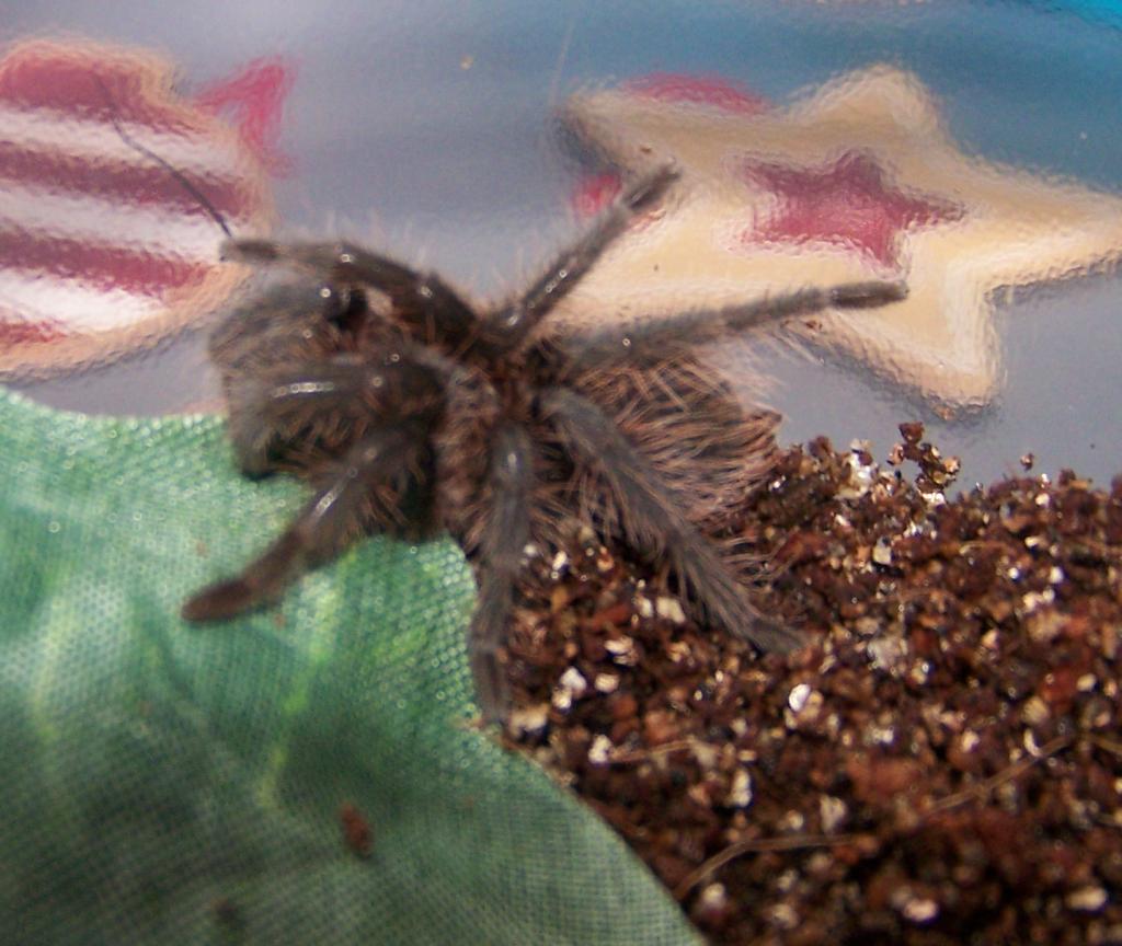 Brachypelma Albopilosum
