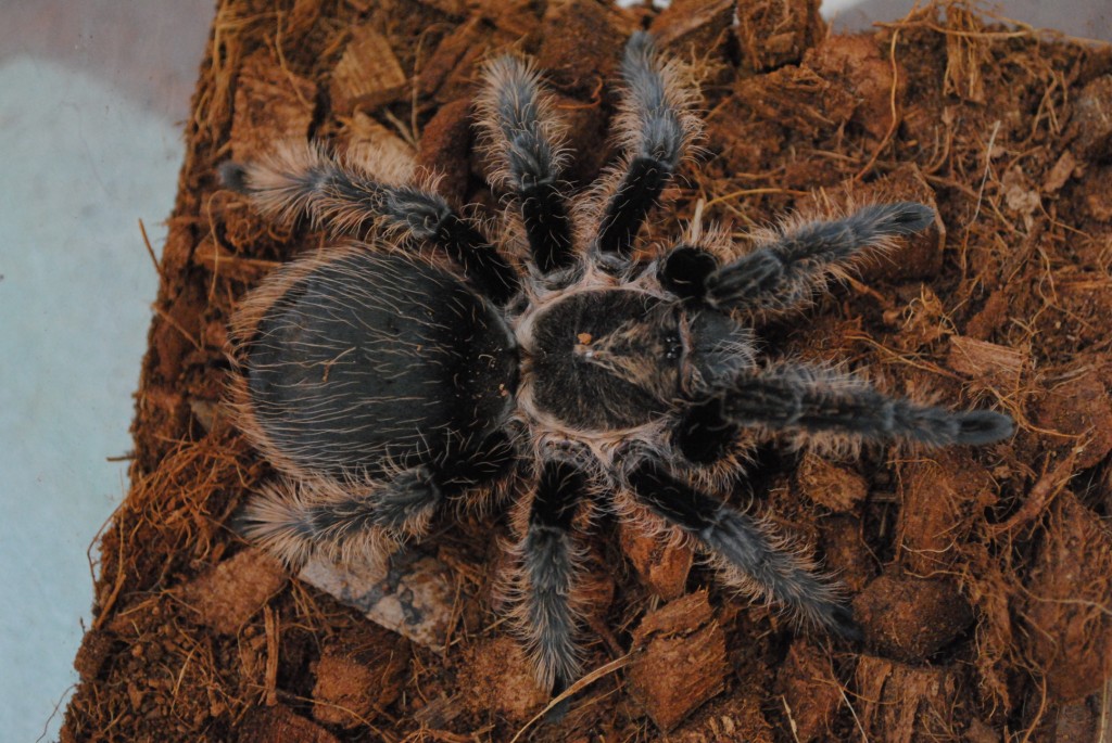 Brachypelma Albopilosum