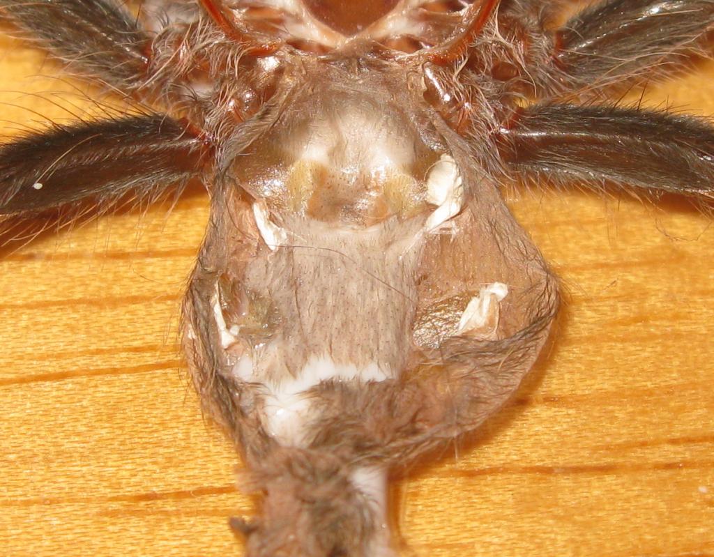 Brachypelma albopilosum