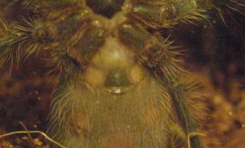 brachypelma albopilosum