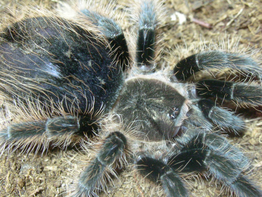 Brachypelma albopilosum