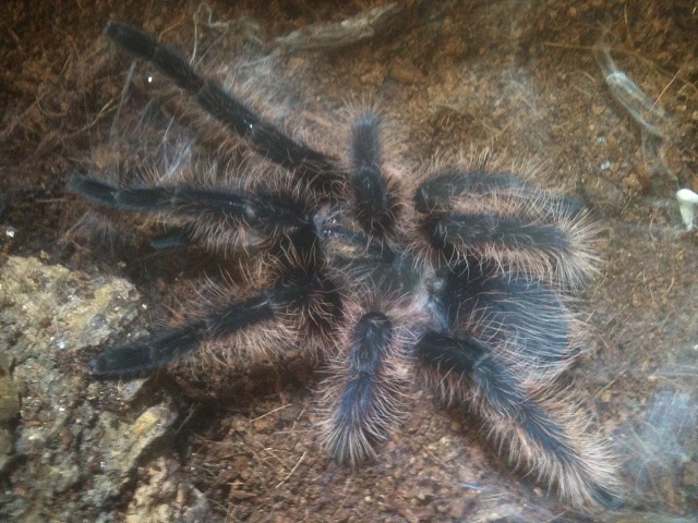 Brachypelma albopilosum