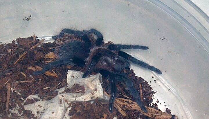 Brachypelma albopilosum