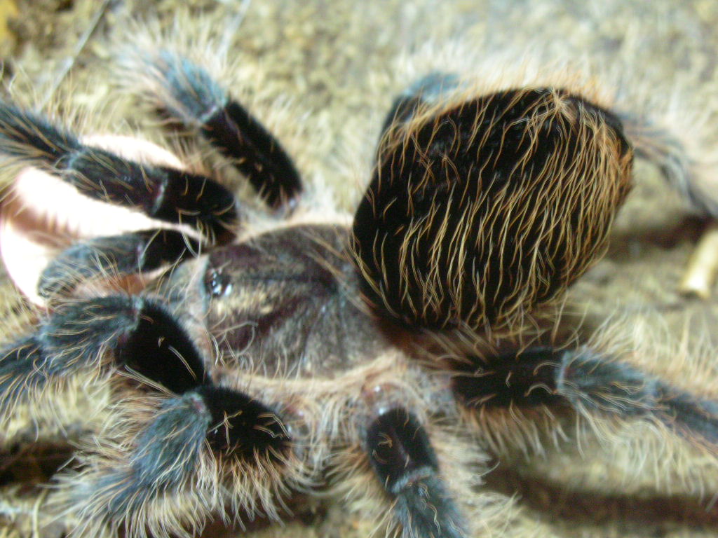 Brachypelma albopilosum